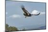 Wild California condor in flight, with wing tag and transmitter, Baja, Mexico-Jeff Foott-Mounted Photographic Print