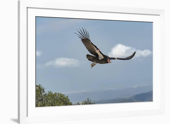 Wild California condor in flight, with wing tag and transmitter, Baja, Mexico-Jeff Foott-Framed Photographic Print