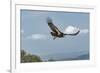 Wild California condor in flight, with wing tag and transmitter, Baja, Mexico-Jeff Foott-Framed Photographic Print