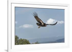 Wild California condor in flight, with wing tag and transmitter, Baja, Mexico-Jeff Foott-Framed Photographic Print