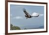 Wild California condor in flight, with wing tag and transmitter, Baja, Mexico-Jeff Foott-Framed Photographic Print