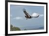 Wild California condor in flight, with wing tag and transmitter, Baja, Mexico-Jeff Foott-Framed Photographic Print