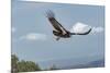 Wild California condor in flight, with wing tag and transmitter, Baja, Mexico-Jeff Foott-Mounted Photographic Print