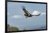 Wild California condor in flight, with wing tag and transmitter, Baja, Mexico-Jeff Foott-Framed Photographic Print