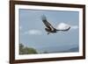 Wild California condor in flight, with wing tag and transmitter, Baja, Mexico-Jeff Foott-Framed Photographic Print