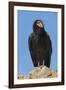 Wild California condor near San Pedro Martir National Park, Northern Baja California, Mexico-Jeff Foott-Framed Premium Photographic Print