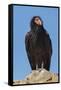 Wild California condor near San Pedro Martir National Park, Northern Baja California, Mexico-Jeff Foott-Framed Stretched Canvas