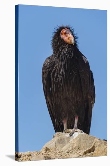 Wild California condor near San Pedro Martir National Park, Northern Baja California, Mexico-Jeff Foott-Stretched Canvas