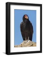 Wild California condor near San Pedro Martir National Park, Northern Baja California, Mexico-Jeff Foott-Framed Photographic Print