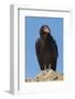 Wild California condor near San Pedro Martir National Park, Northern Baja California, Mexico-Jeff Foott-Framed Photographic Print