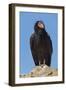 Wild California condor near San Pedro Martir National Park, Northern Baja California, Mexico-Jeff Foott-Framed Photographic Print