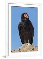 Wild California condor near San Pedro Martir National Park, Northern Baja California, Mexico-Jeff Foott-Framed Photographic Print