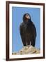 Wild California condor near San Pedro Martir National Park, Northern Baja California, Mexico-Jeff Foott-Framed Photographic Print