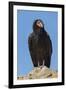 Wild California condor near San Pedro Martir National Park, Northern Baja California, Mexico-Jeff Foott-Framed Photographic Print