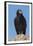 Wild California condor near San Pedro Martir National Park, Northern Baja California, Mexico-Jeff Foott-Framed Photographic Print