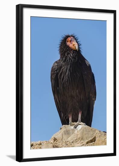 Wild California condor near San Pedro Martir National Park, Northern Baja California, Mexico-Jeff Foott-Framed Photographic Print