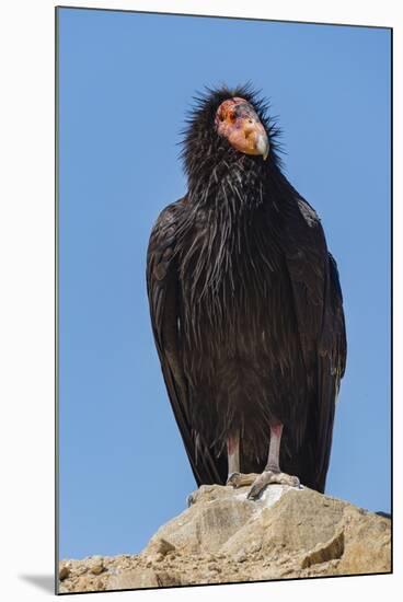 Wild California condor near San Pedro Martir National Park, Northern Baja California, Mexico-Jeff Foott-Mounted Photographic Print