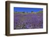 Wild Canterbury Bells, Walker Canyon, Lake Elsinore, Riverside County, California, United States of-Richard Cummins-Framed Photographic Print