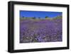 Wild Canterbury Bells, Walker Canyon, Lake Elsinore, Riverside County, California, United States of-Richard Cummins-Framed Photographic Print