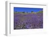 Wild Canterbury Bells, Walker Canyon, Lake Elsinore, Riverside County, California, United States of-Richard Cummins-Framed Photographic Print