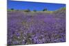 Wild Canterbury Bells, Walker Canyon, Lake Elsinore, Riverside County, California, United States of-Richard Cummins-Mounted Photographic Print