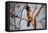 Wild Capebull Bird-MJO Photo-Framed Stretched Canvas