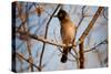 Wild Capebull Bird-MJO Photo-Stretched Canvas