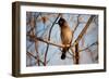 Wild Capebull Bird-MJO Photo-Framed Photographic Print