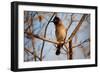 Wild Capebull Bird-MJO Photo-Framed Photographic Print