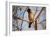 Wild Capebull Bird-MJO Photo-Framed Photographic Print