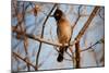 Wild Capebull Bird-MJO Photo-Mounted Photographic Print