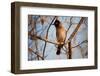 Wild Capebull Bird-MJO Photo-Framed Photographic Print