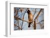 Wild Capebull Bird-MJO Photo-Framed Photographic Print