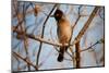 Wild Capebull Bird-MJO Photo-Mounted Photographic Print