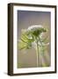 Wild Carrot-null-Framed Photographic Print