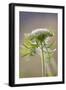 Wild Carrot-null-Framed Photographic Print