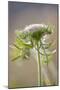 Wild Carrot-null-Mounted Photographic Print