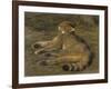 Wild Cat, 1850, by Rosa Bonheur, French painting,-Rosa Bonheur-Framed Art Print