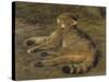 Wild Cat, 1850-Rosa Bonheur-Stretched Canvas