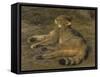 Wild Cat, 1850-Rosa Bonheur-Framed Stretched Canvas