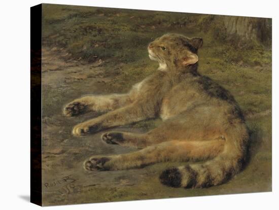 Wild Cat, 1850-Rosa Bonheur-Stretched Canvas