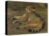 Wild Cat, 1850-Rosa Bonheur-Stretched Canvas