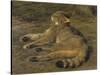 Wild Cat, 1850-Rosa Bonheur-Stretched Canvas