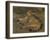 Wild Cat, 1850-Rosa Bonheur-Framed Giclee Print