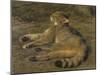 Wild Cat, 1850-Rosa Bonheur-Mounted Giclee Print