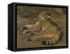 Wild Cat, 1850-Rosa Bonheur-Framed Stretched Canvas