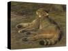 Wild Cat, 1850-Rosa Bonheur-Stretched Canvas