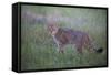 Wild Cat (Felis Silvestris) in Grassland, Codrii Forest Reserve, Moldova, June 2009-Geslin-Framed Stretched Canvas