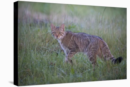 Wild Cat (Felis Silvestris) in Grassland, Codrii Forest Reserve, Moldova, June 2009-Geslin-Stretched Canvas