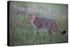 Wild Cat (Felis Silvestris) in Grassland, Codrii Forest Reserve, Moldova, June 2009-Geslin-Stretched Canvas